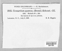 Cronartium quercuum image